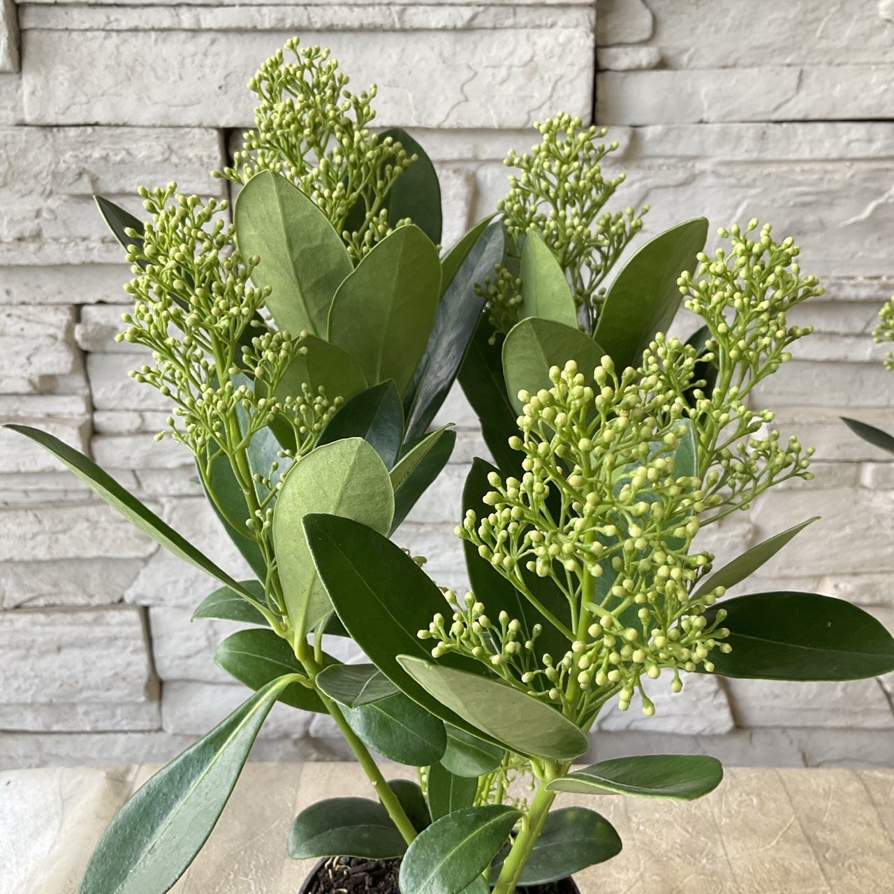 スキミア 緑 フィンチー 3寸ポット | 鉢花・花苗 | 橋本種苗園