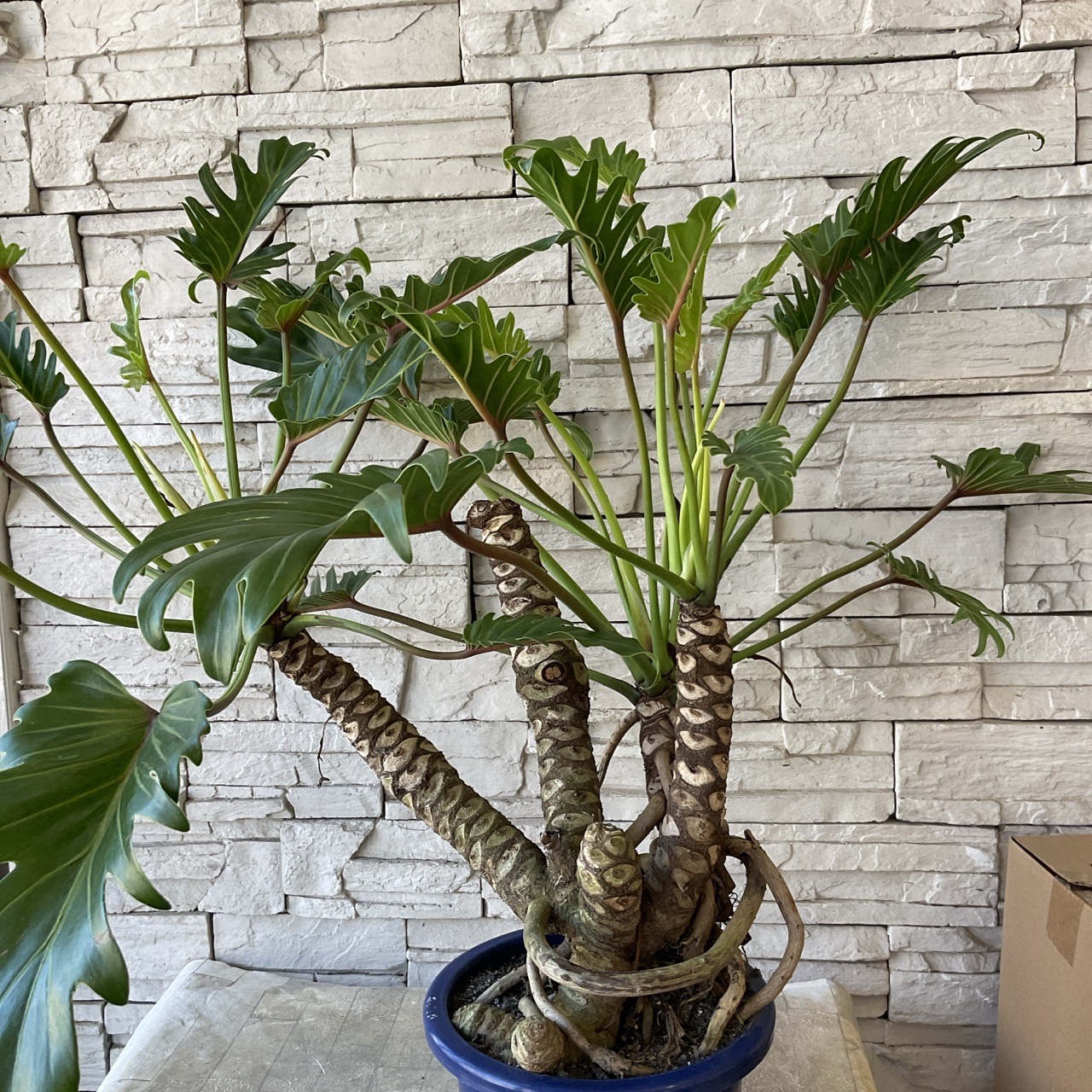 クッカバラ写真株8寸70センチ位 送料無料】【観葉植物】クッカバラ 8寸鉢 | 観葉植物 | 橋本種苗