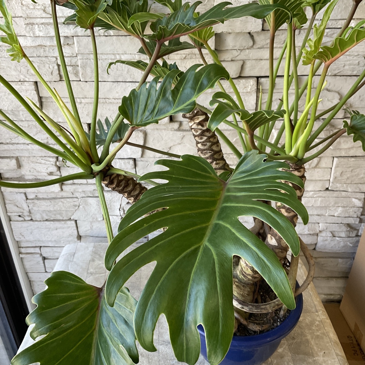 送料無料】【観葉植物】クッカバラ 8寸鉢 | 観葉植物 | 橋本種苗