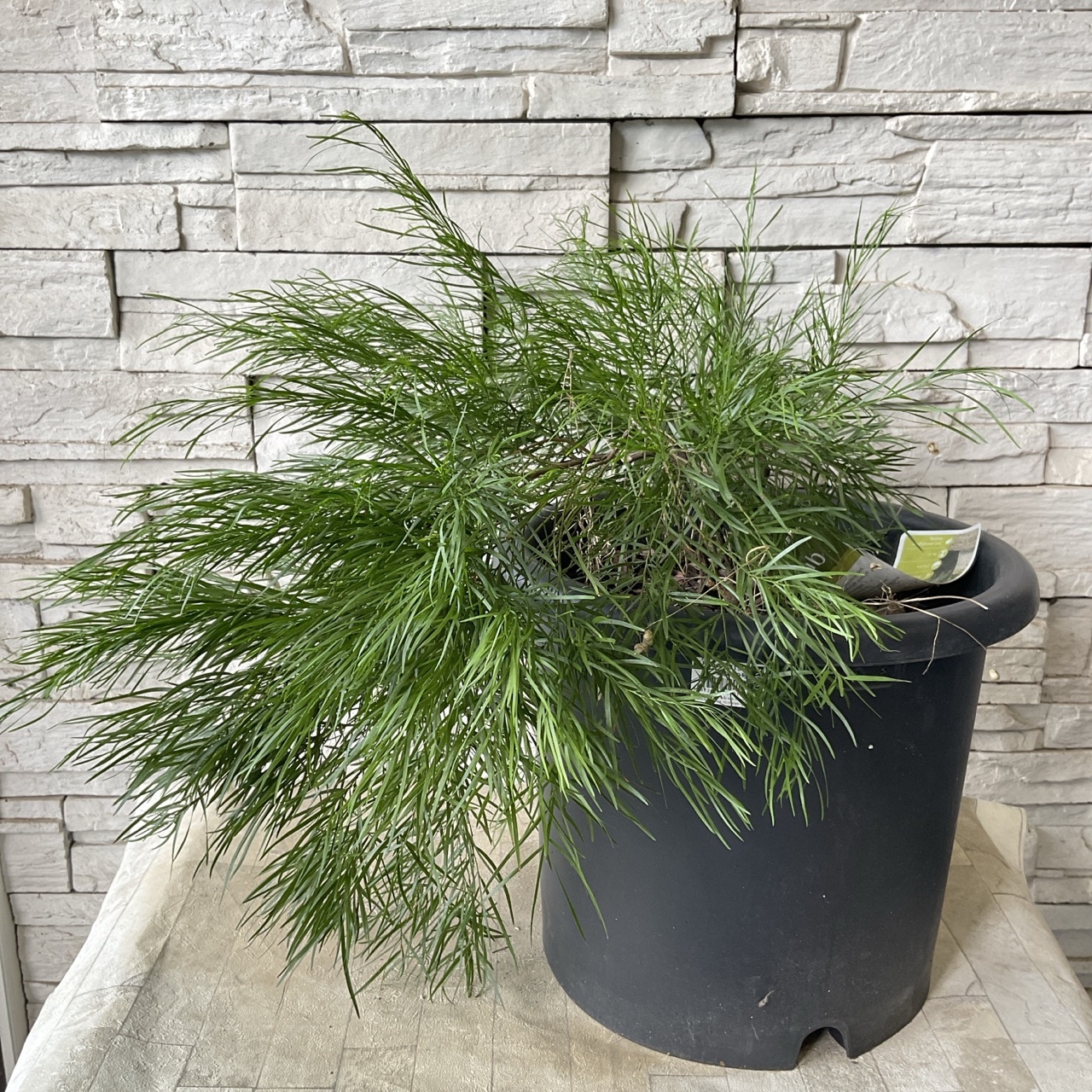 計10本セット苗 送料無料】アカシア カズン・イット 10寸鉢 | 鉢花・花苗 | 橋本