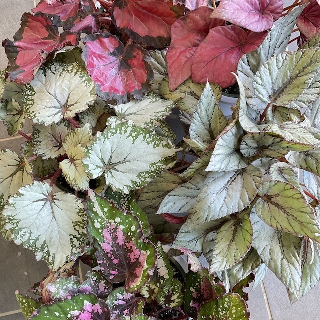 レックスベゴニア 5寸鉢 選べる4色 | 鉢花・花苗 | 橋本種苗園