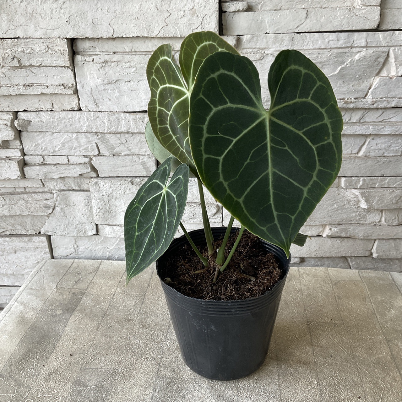 見切品 葉数が少ない】【観葉植物】アンスリウム クラリネルビウム 5寸