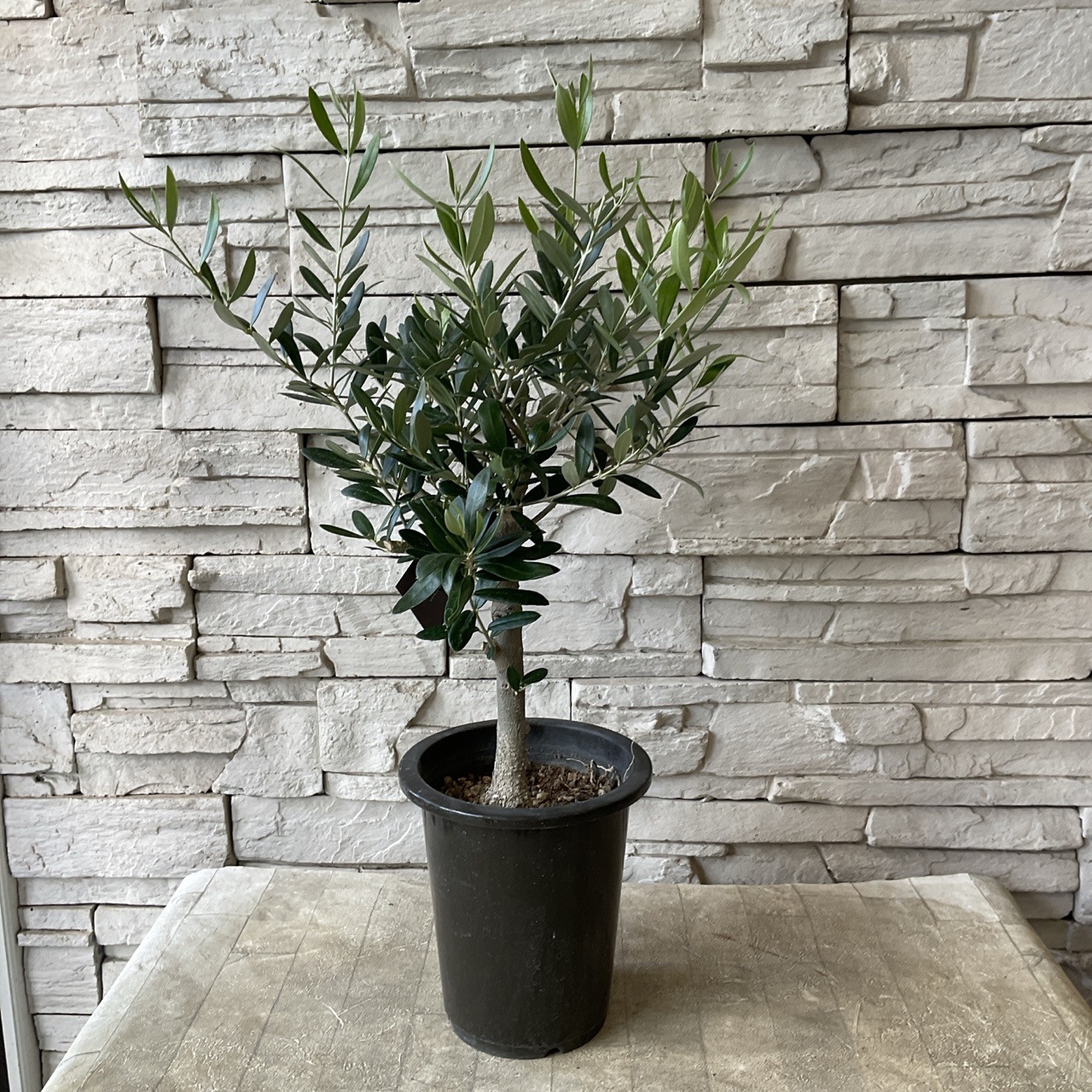 souju】香川県産オリーブの木 5号鉢 | オリーブの木 | 橋本種苗園