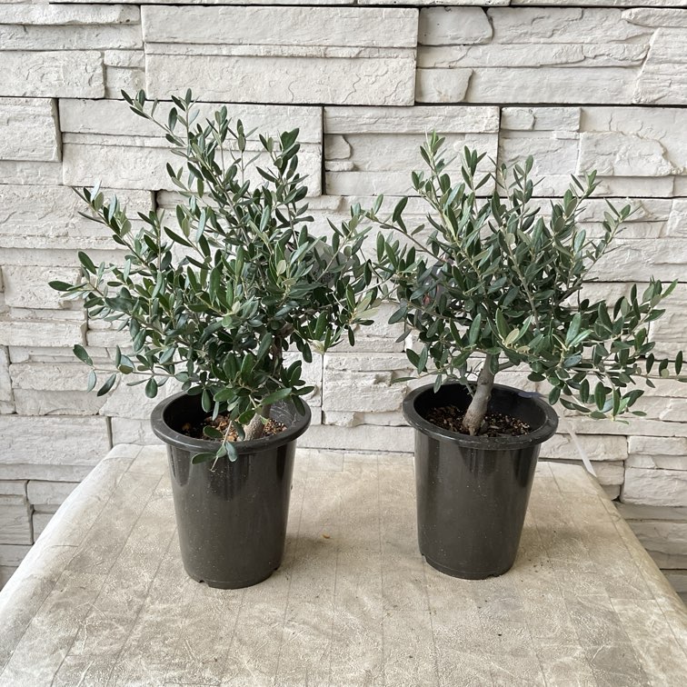 souju】香川県産オリーブの木 5号鉢 | オリーブの木 | 橋本種苗園