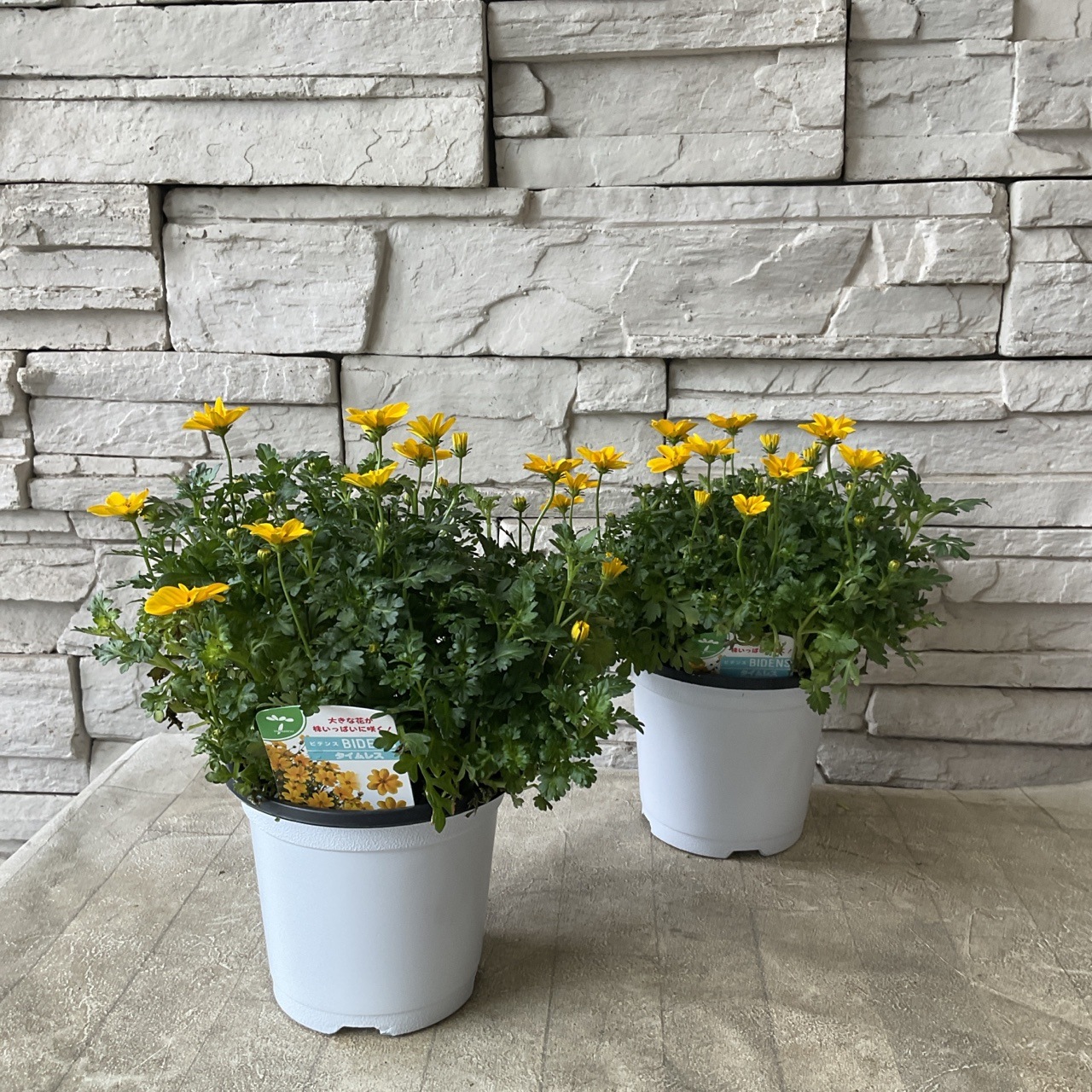 花てん様 ビデンス タイムレス イエロー 4寸ポット | 鉢花・花苗 | 橋本種苗園