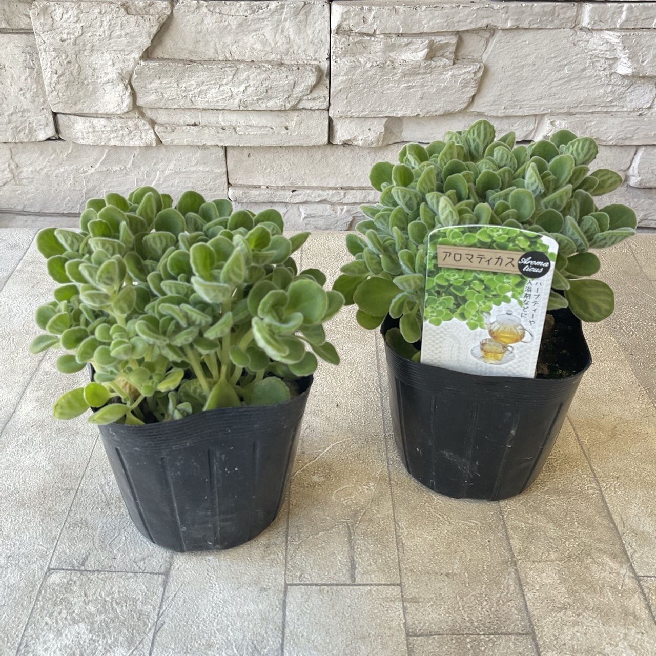 アロマティカス 3号ポット | 鉢花・花苗 | 橋本種苗園オンラインストア