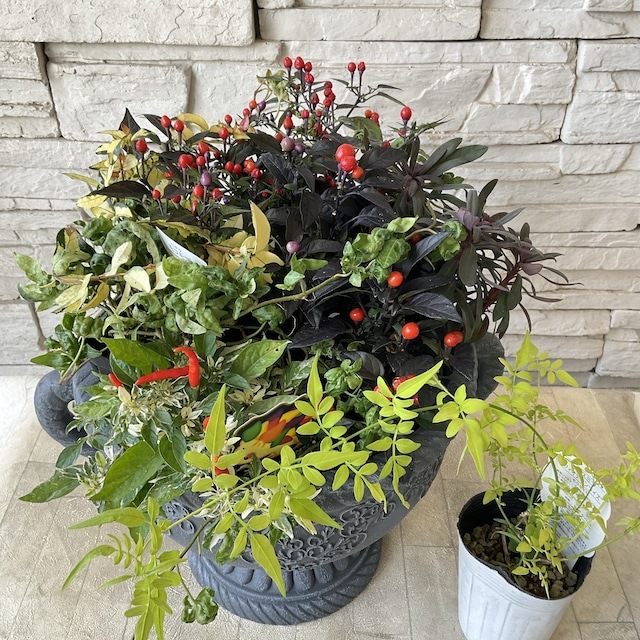 自分で作る寄植えセット】みもとうがらしとブラックリーフの寄せ植え