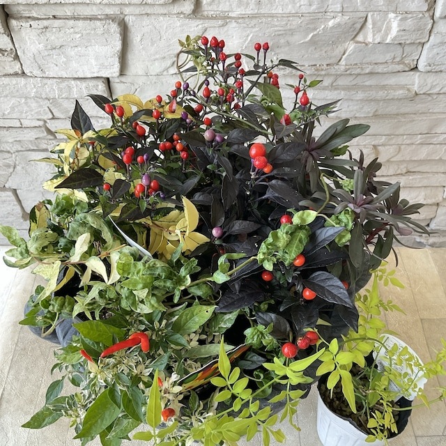 自分で作る寄植えセット】みもとうがらしとブラックリーフの寄せ植え 自分で作る寄植えセット】みもとうがらしとブラックリーフの寄せ植え