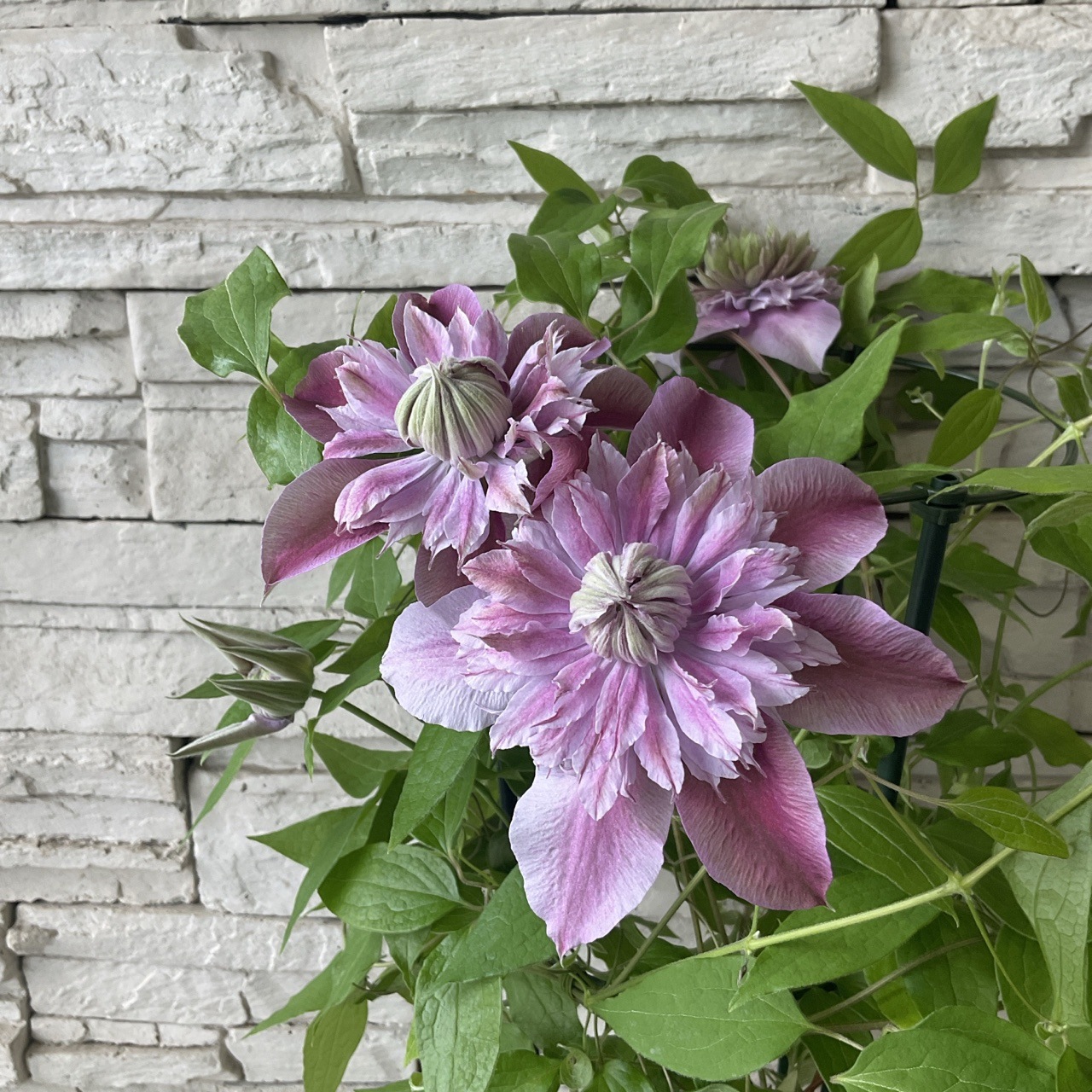 絹本花卉 ハス 蓮の花 | FLORE21