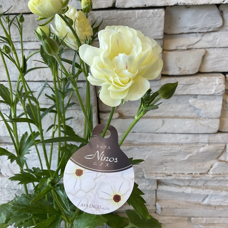 ラナンキュラス ラックスシリーズ 選べる4色 | 鉢花・花苗 | 橋本種苗