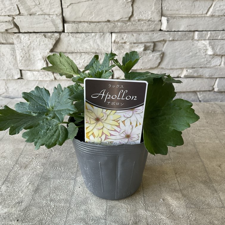 ラナンキュラス ラックスシリーズ 選べる2色 | 鉢花・花苗 | 橋本種苗