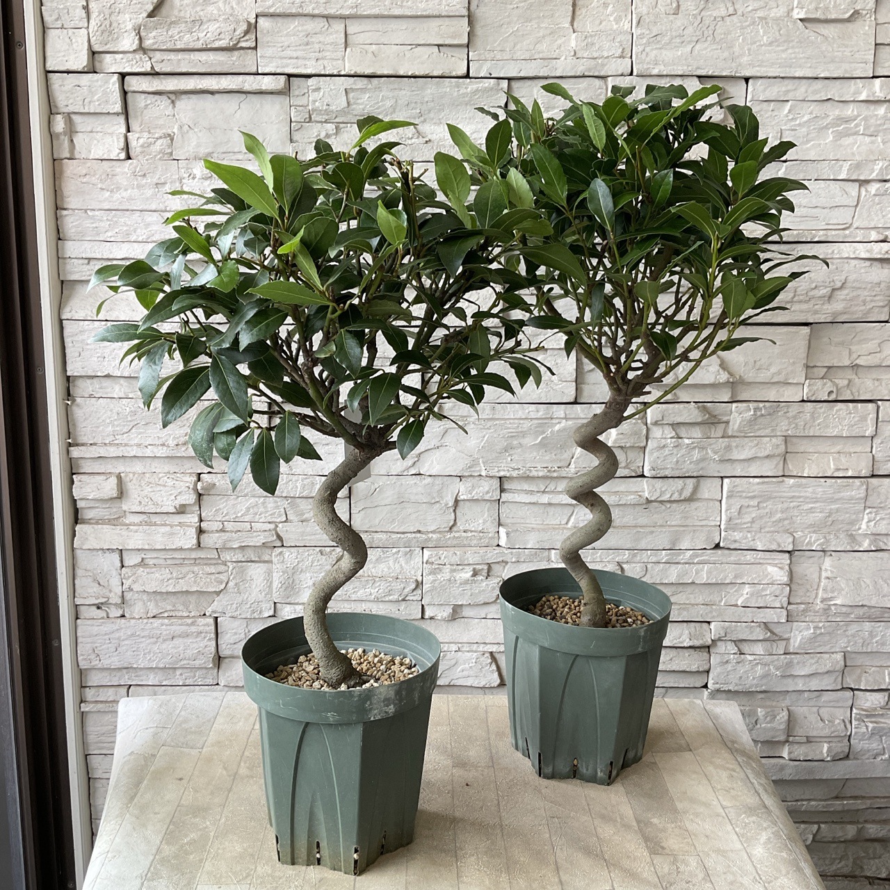 送料無料】スパイラル月桂樹 Sサイズ | 鉢花・花苗 | 橋本種苗園