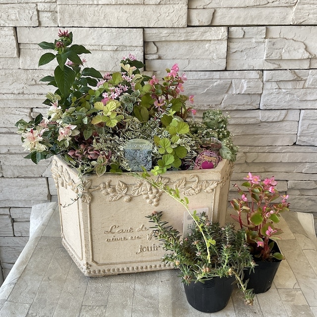 VALIEM デザイン 植木鉢セット 楽天市場】栽培セット 栽培キット 聖新陶芸 縁起松 栽培セット