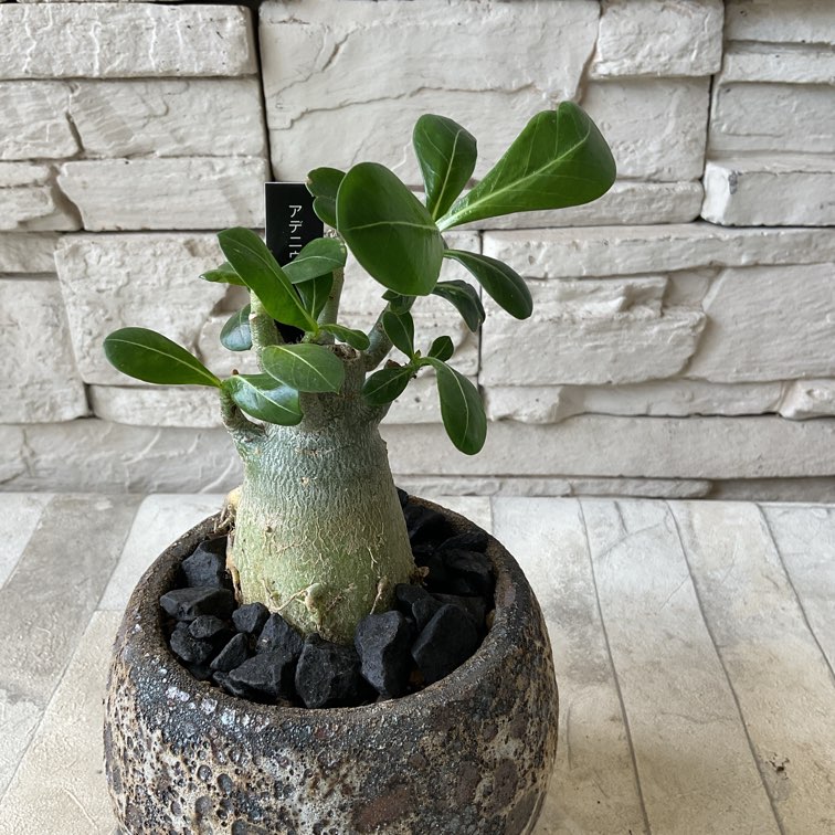 塊根植物】アデニウム鉢植え | すべての商品 | 橋本種苗園オンラインストア