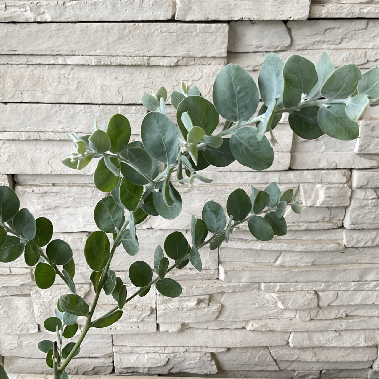 パールアカシア/ 594 パールアカシア/ 594 パールアカシア ポダリリーフォリア 5寸ポット