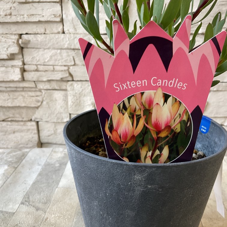 リューカデンドロン シックスティーンキャンドルズ | 鉢花・花苗