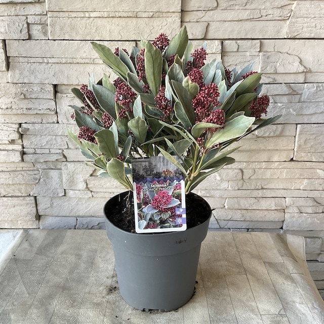 斑入りスキミア ペローサ 斑赤 5寸ポット | 鉢花・花苗 | 橋本種苗園