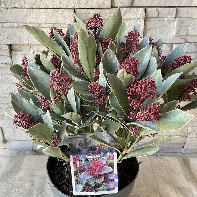 ② いい色出てます‼︎ 大株仕立ての斑入りスキミア・ベローサバリエガーター ② いい色出てます‼︎ 大株仕立ての斑入りスキミア・ベローサバリエ