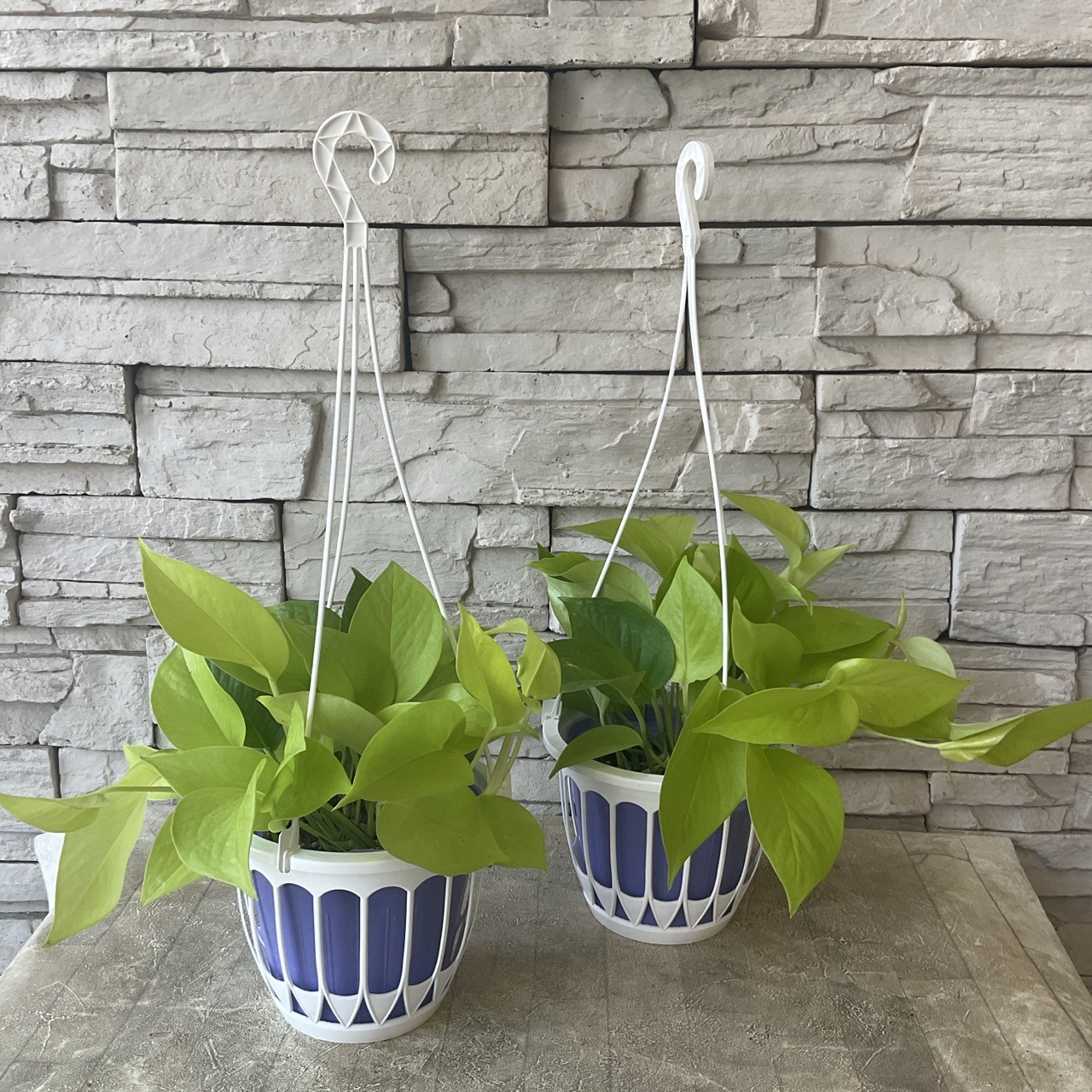 観葉植物】ポトス ライム 4.5寸吊鉢 | 観葉植物 | 橋本種苗園
