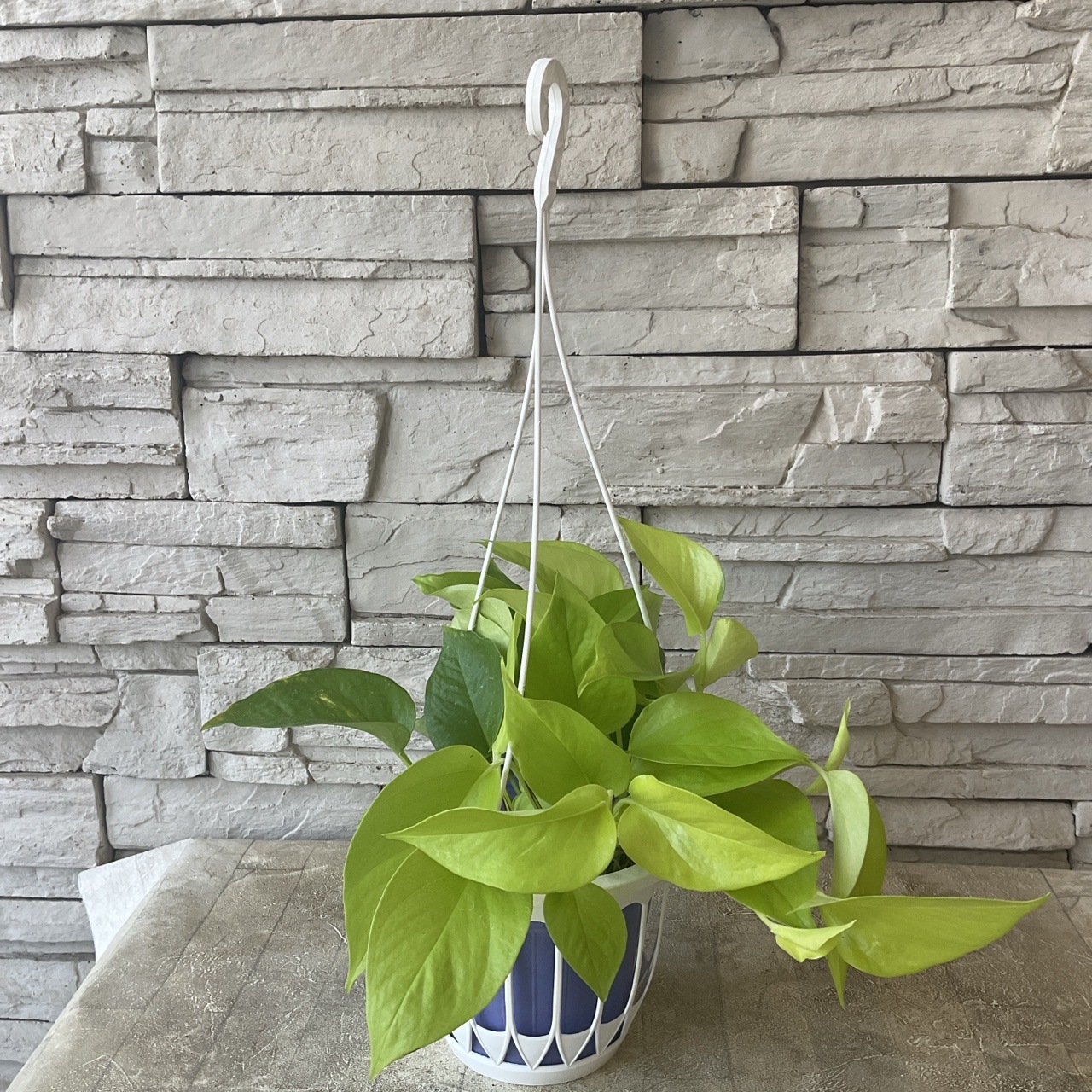 ポトス☆ライムコンパクト☆鉢苗☆9275 ポトス☆ライムコンパクト☆鉢苗☆9275 観葉植物】ポトス ライム 4.5寸吊