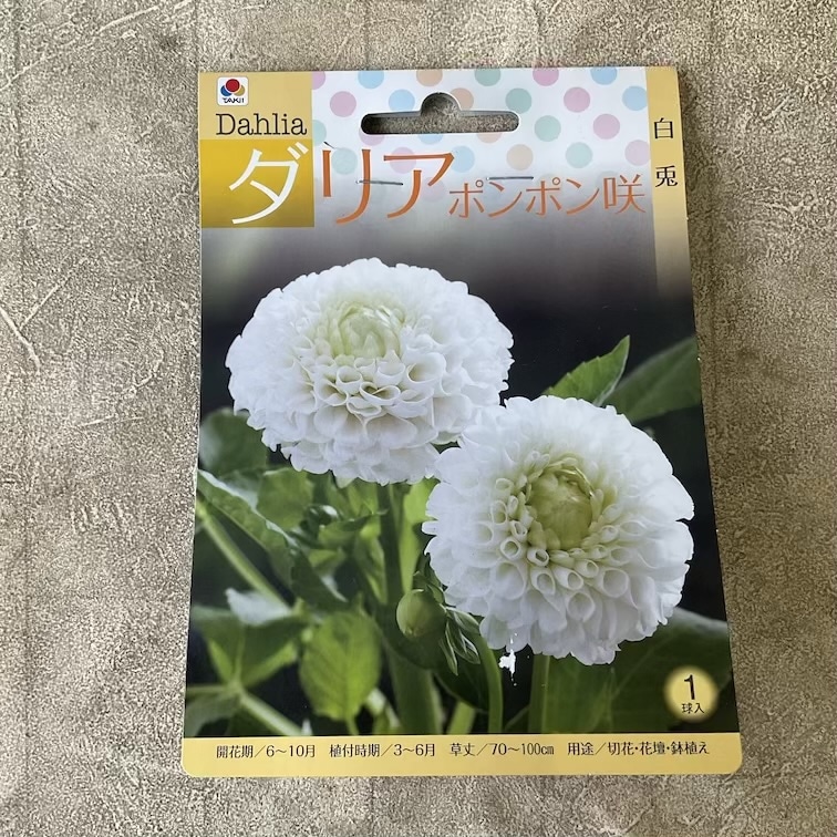 【球根】ダリア　ポンポン咲　白兎　1球入　タキイ種苗