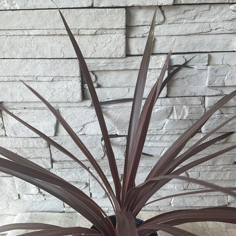 コルジリネ レッドスター 5寸ポット | 鉢花・花苗 | 橋本種苗園