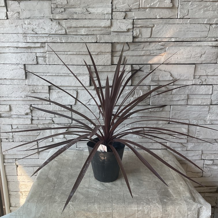 コルジリネ レッドスター 5寸ポット | 鉢花・花苗 | 橋本種苗園