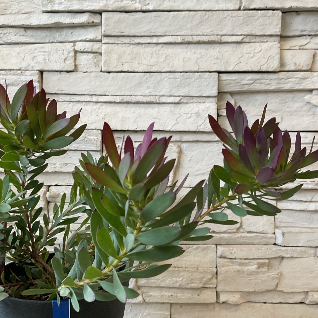 リューカデンドロン デビルズブラッシュ | 鉢花・花苗 | 橋本種苗園