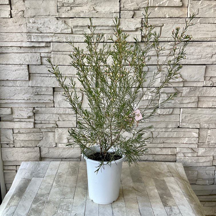 ぱぱさん専用 / Floraison 楽天市場】【送料無料・12pセット】芝桜 バイ・カラー 9センチ