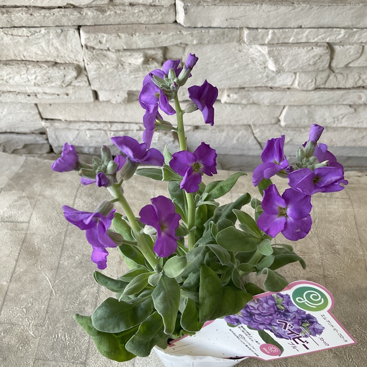 一重咲きストック　ベイビー　選べる♪6色