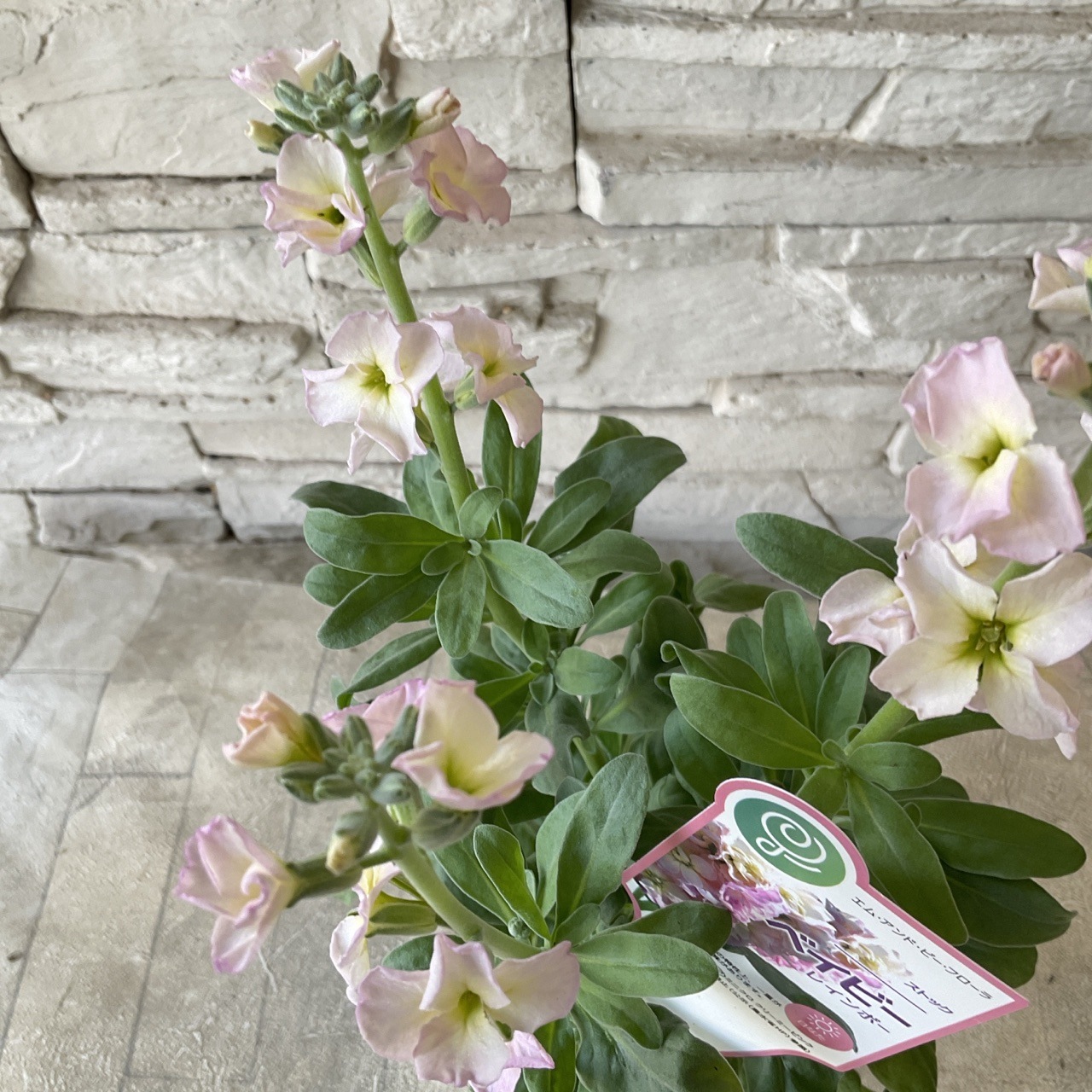 一重咲きストック　ベイビー　選べる♪6色