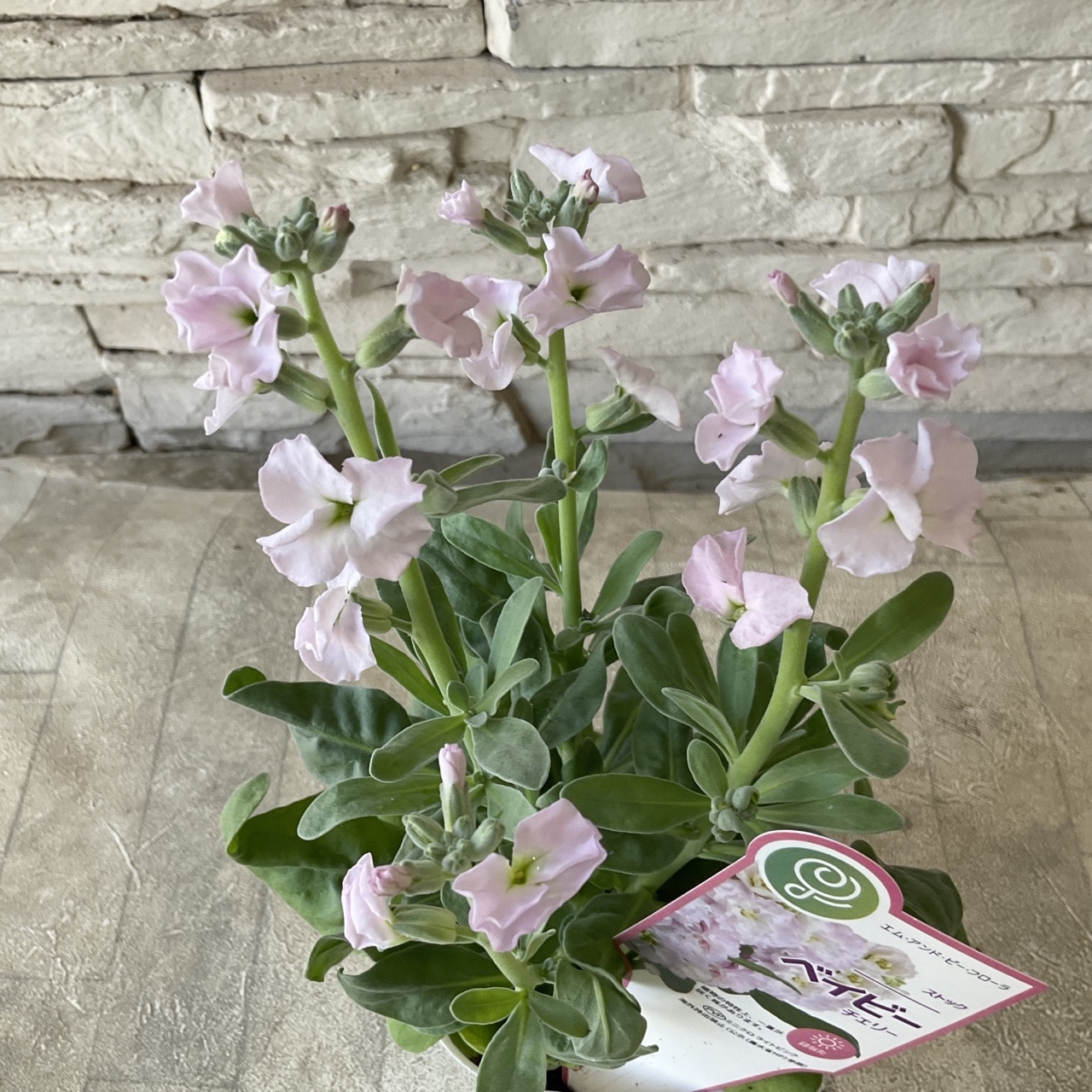 一重咲きストック　ベイビー　選べる♪6色