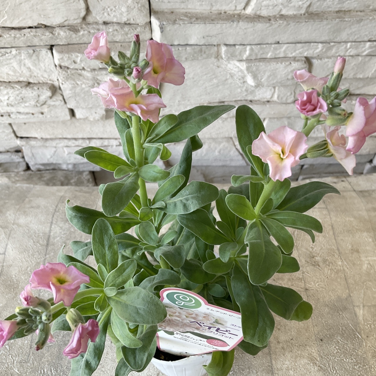 一重咲きストック　ベイビー　選べる♪6色