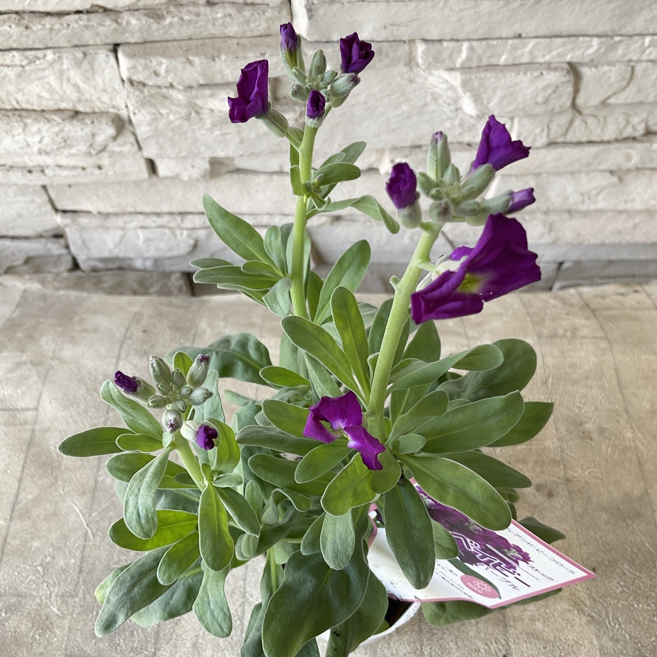 一重咲きストック　ベイビー　選べる♪6色