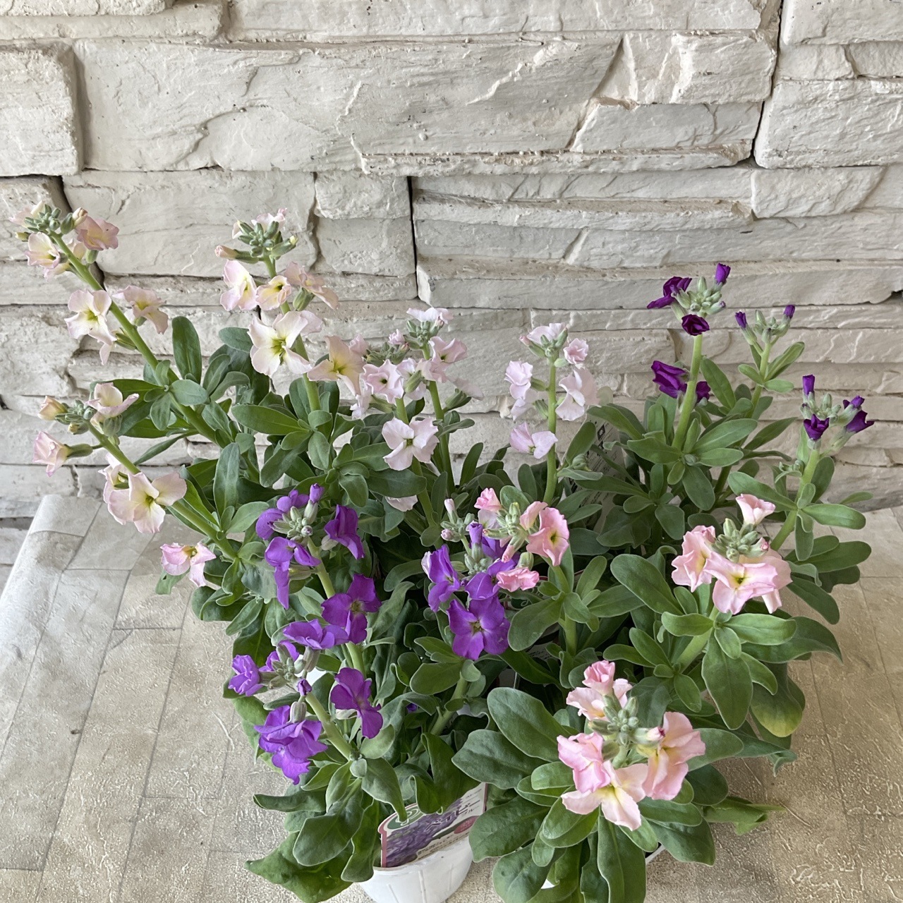 一重咲きストック　ベイビー　選べる♪6色