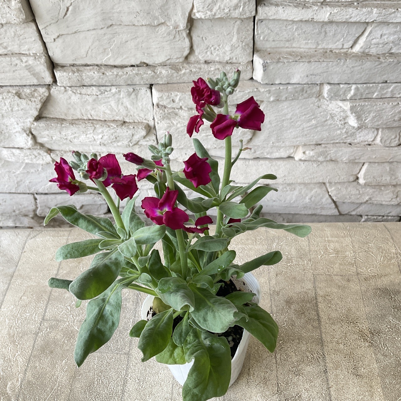 一重咲きストック　ベイビー　選べる♪6色