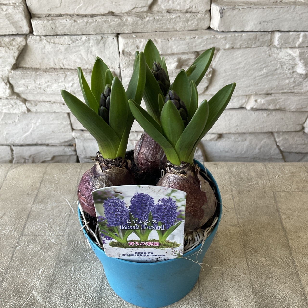 ヒヤシンス 選べる♪3色 4号鉢 | 鉢花・花苗 | 橋本種苗園オンラインストア