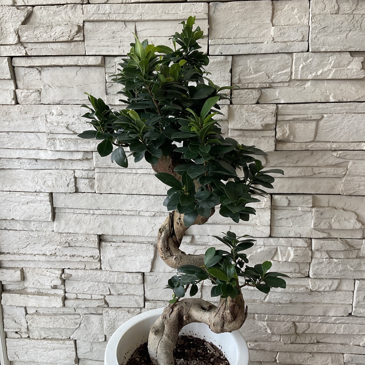 送料無料】【観葉植物】ガジュマル 8寸鉢 | 鉢花・花苗 | 橋本種苗園