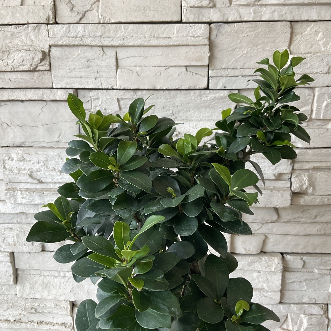 送料無料】【観葉植物】ガジュマル 8寸鉢 | 鉢花・花苗 | 橋本種苗園