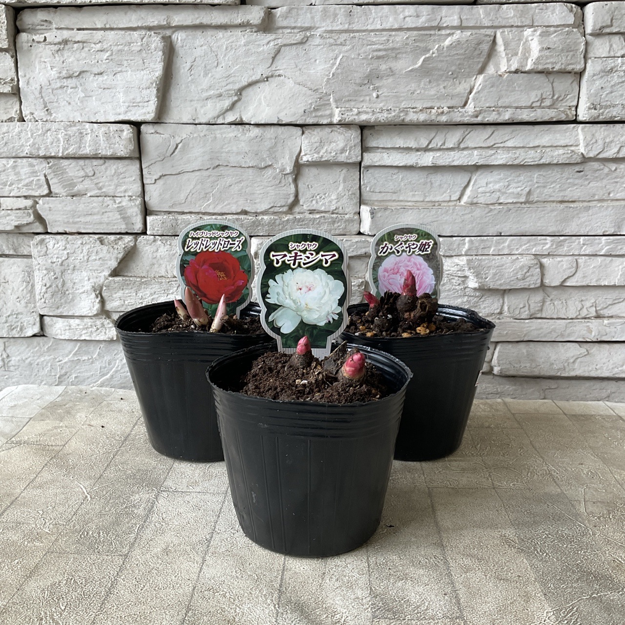 シャクヤク | 新鮮お花問屋 Jp-Farmers.com
