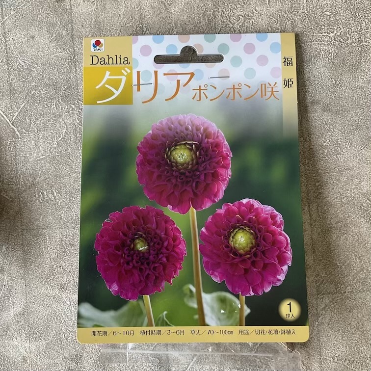 【球根】ダリア　ポンポン咲　福姫　1球入　タキイ種苗