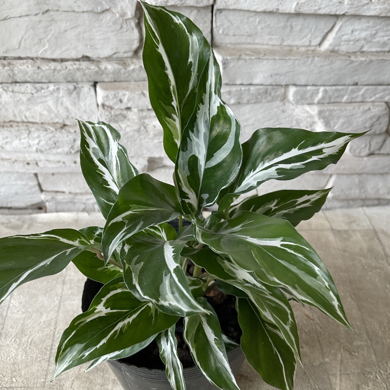 観葉植物】カラテア ホワイトフュージョン 3.5寸ポット | 観葉植物