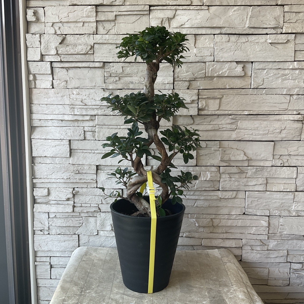 送料無料】【観葉植物】タイワンガジュマル 8寸鉢 | 観葉植物 | 橋本