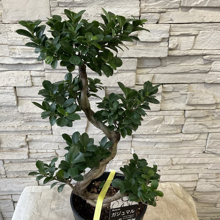 送料無料】【観葉植物】ガジュマル 7寸鉢 | 観葉植物 | 橋本種苗園