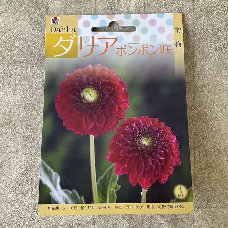 【球根】ダリア　ポンポン咲　宝梅　1球入　タキイ種苗
