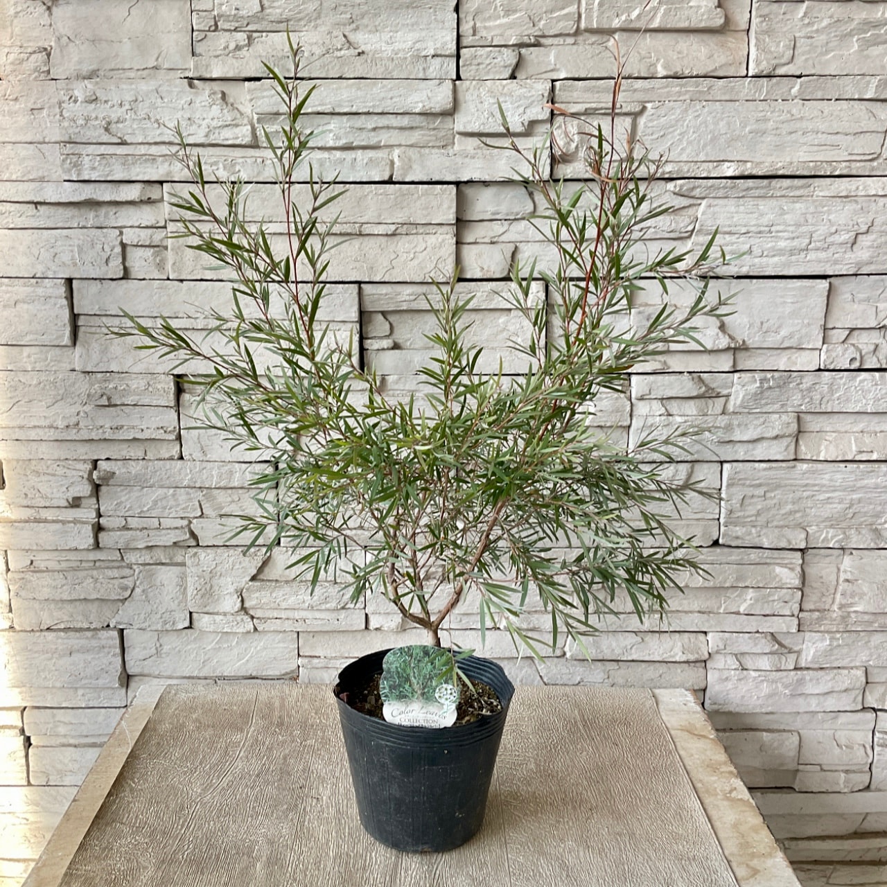 ティーツリー　ドラムシルバー　5寸ポット