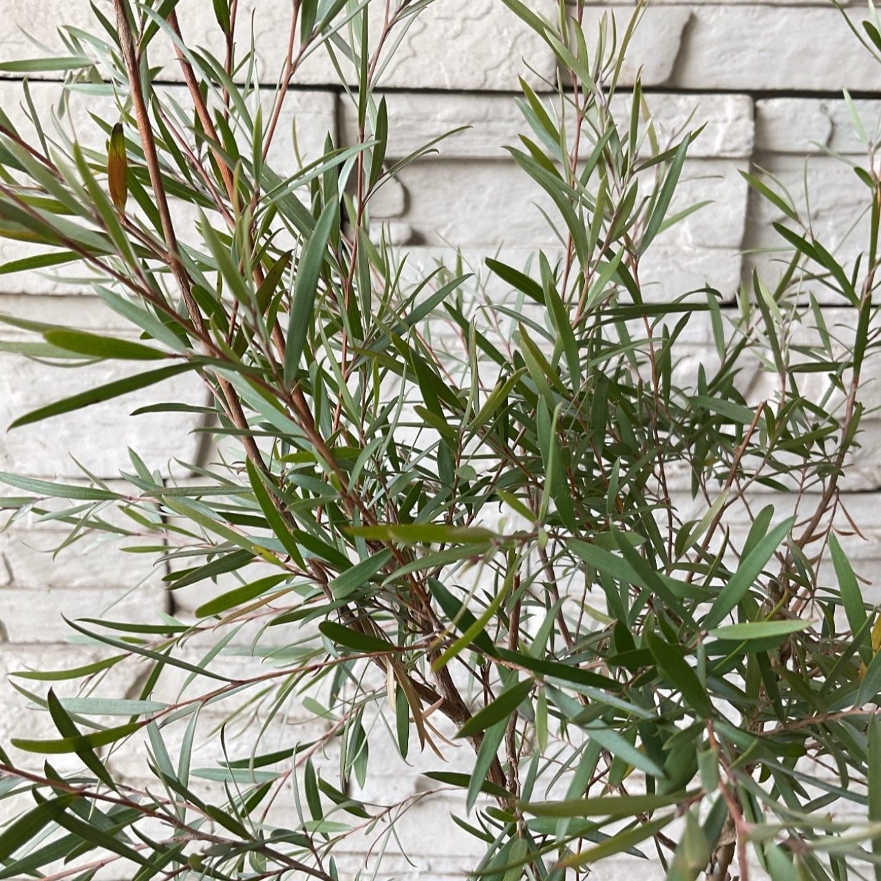 ティーツリー　ドラムシルバー　5寸ポット