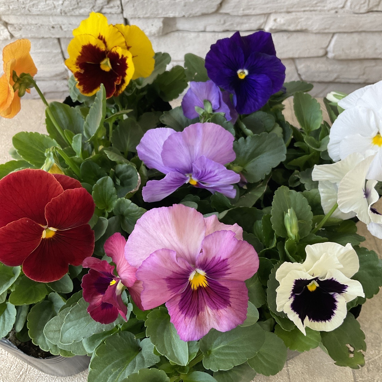 パンジーさま　２枚お纏めページ(a,d) パンジー | 鉢花・花苗 | 橋本種苗園オンラインストア