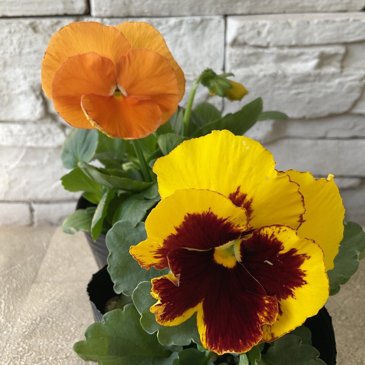 パンジー | 鉢花・花苗 | 橋本種苗園オンラインストア