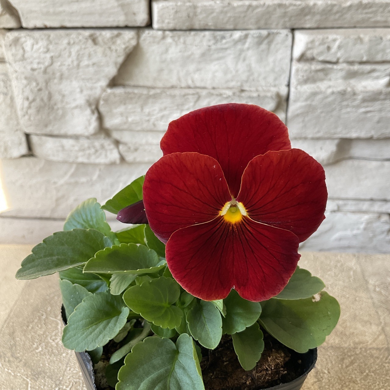 パンジー | 鉢花・花苗 | 橋本種苗園オンラインストア